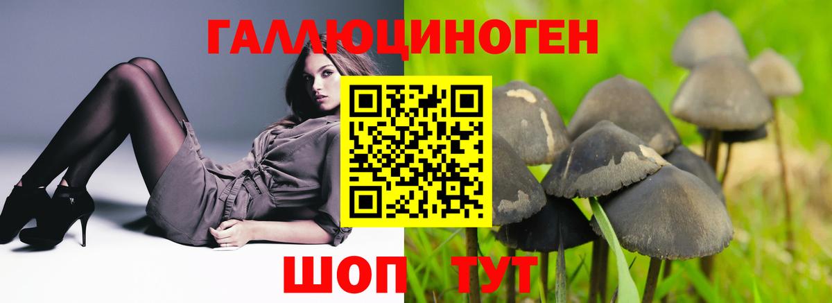 Псилоцибиновые грибы Psilocybe Бирск
